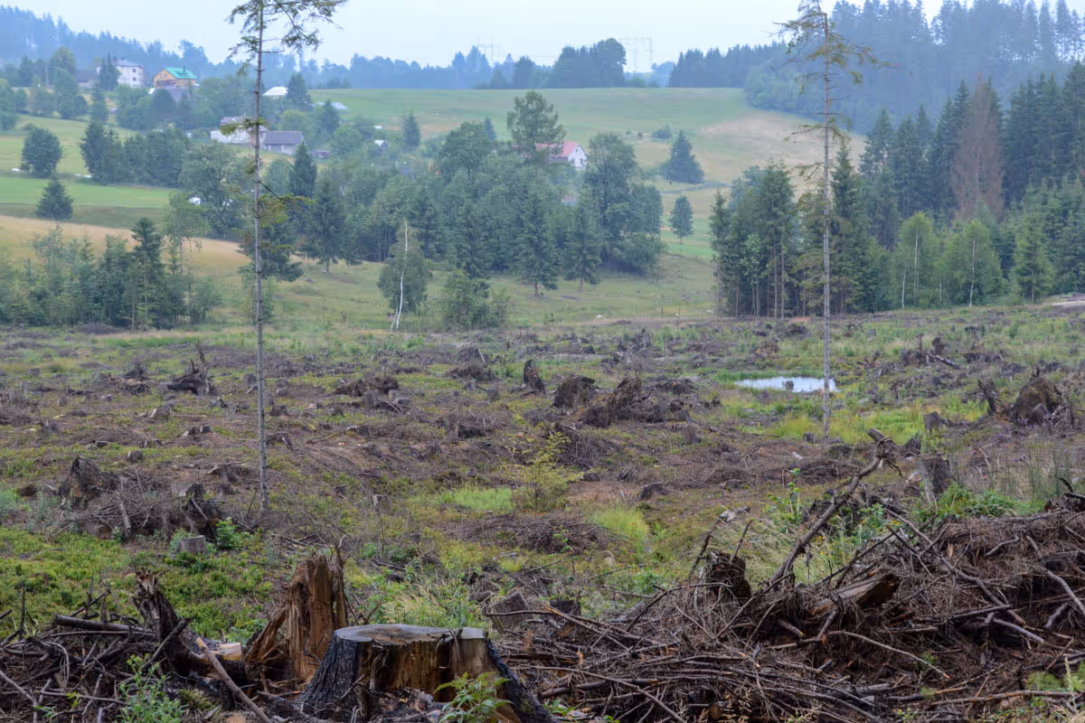 Motyčonka – Žihly