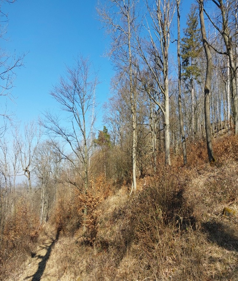 původní smíšené listnaté lesy