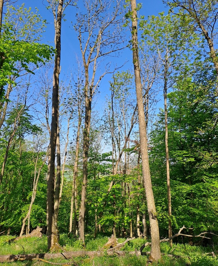 původní smíšené listnaté lesy