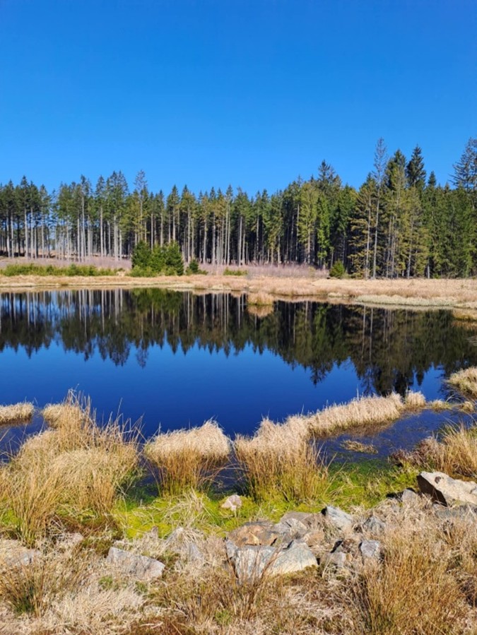 pohled na rašeliniště od vybudované vodní nádrže