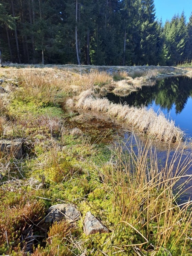 pohled na rašeliniště od vybudované vodní nádrže