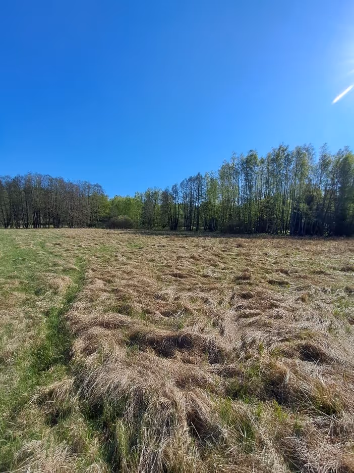 biotop ohniváčka rdesnového
