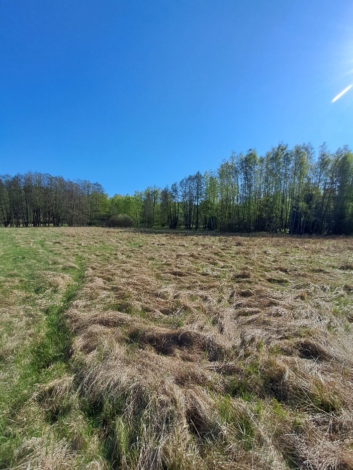 biotop ohniváčka rdesnového