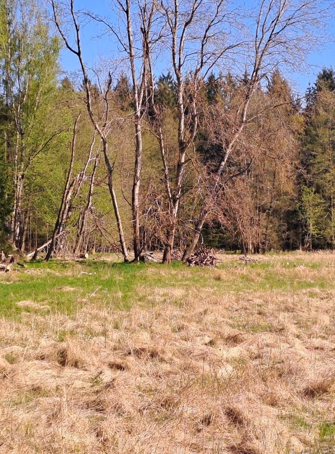 biotop ohniváčka rdesnového