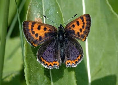 porostní lesnická mapa LHC Janovice, Revír Praděd se zákresem hranic ostrova