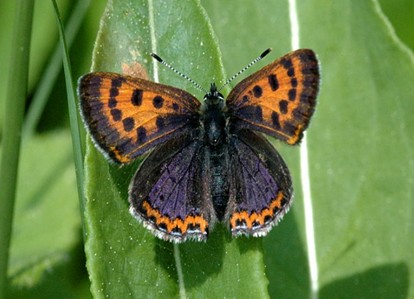 porostní lesnická mapa LHC Janovice, Revír Praděd se zákresem hranic ostrova