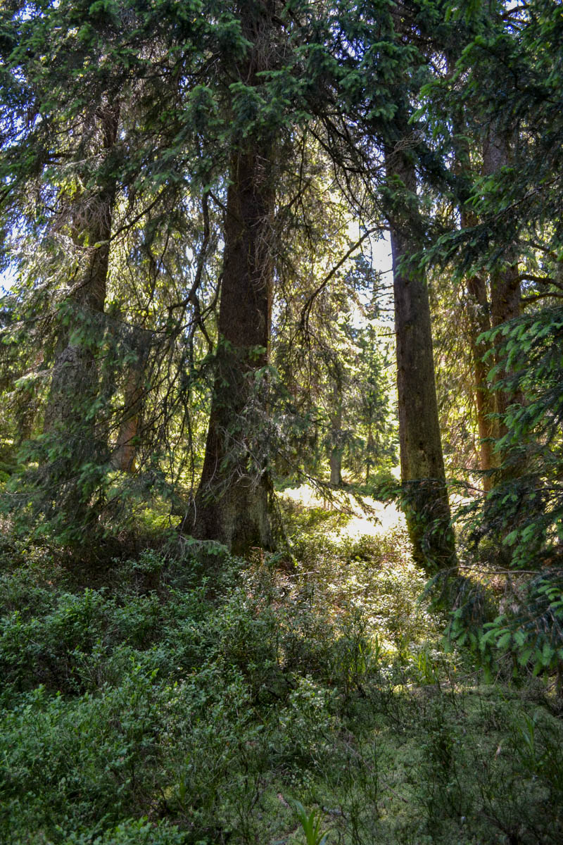 věkově a výškově diferencované smrčiny na horní hranici lesa