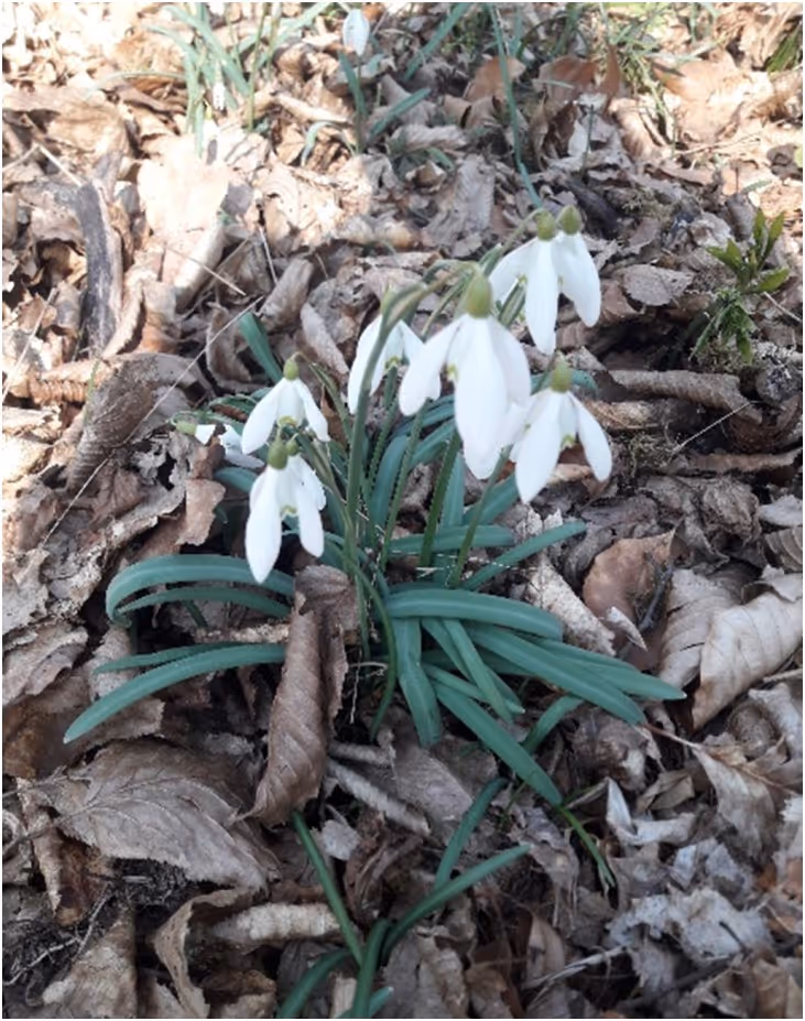 sněženka podsněžník