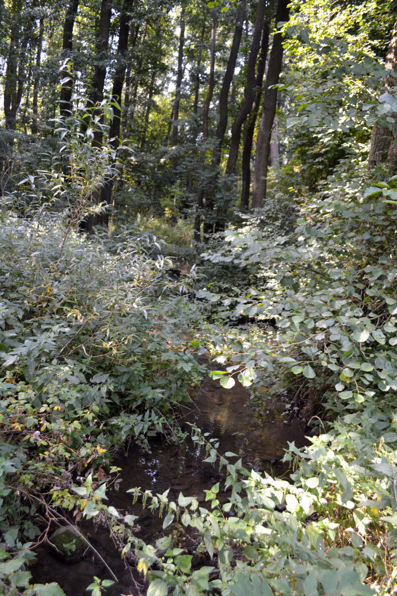 niva Merboltického potoka