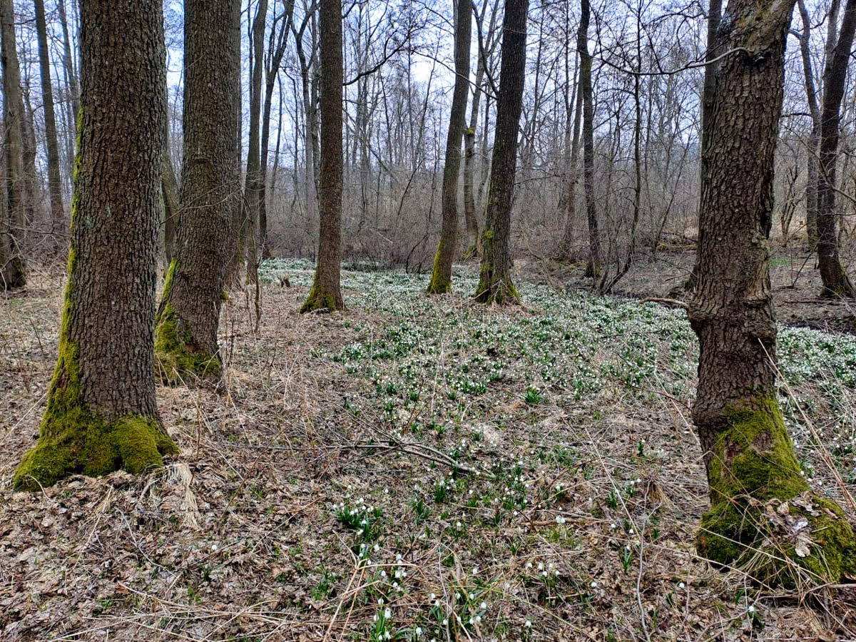 populace bledule jarní