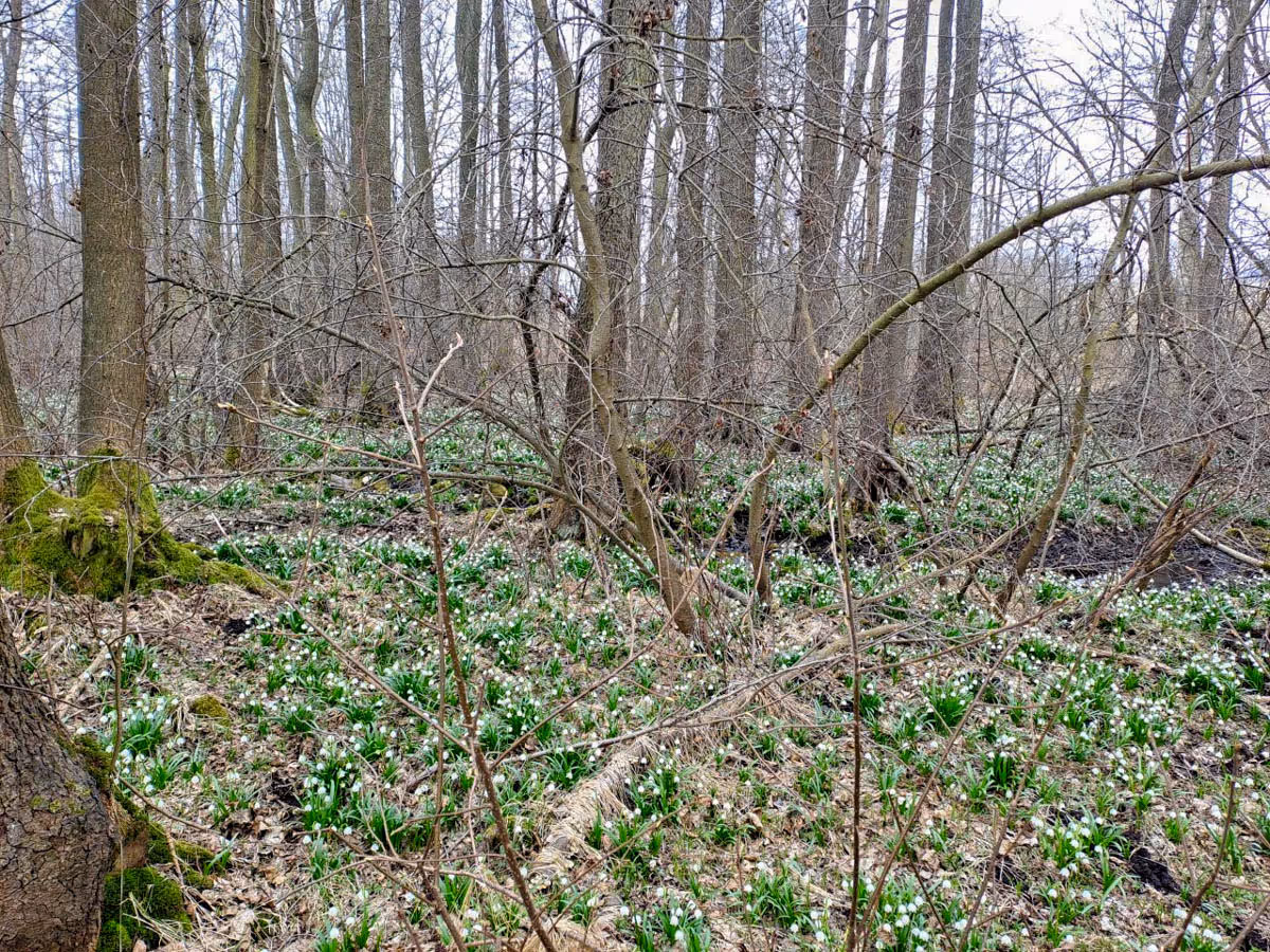 populace bledule jarní