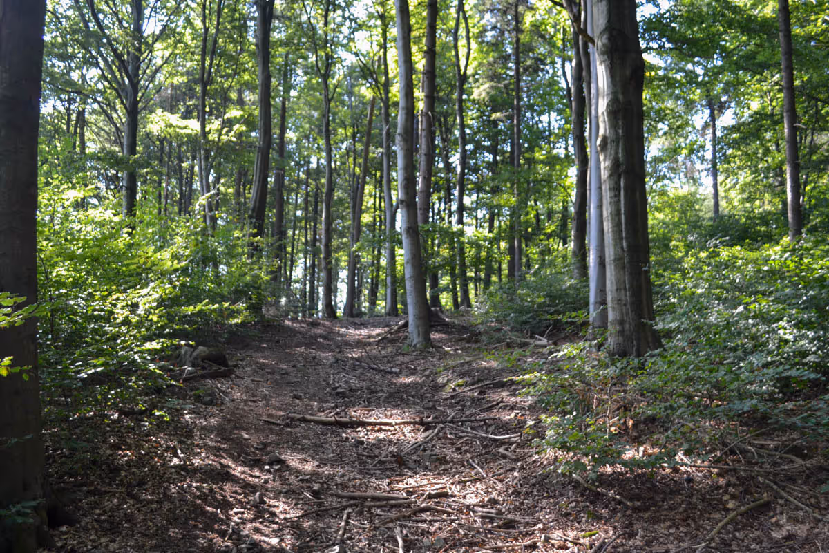 bučiny na Hrazeném