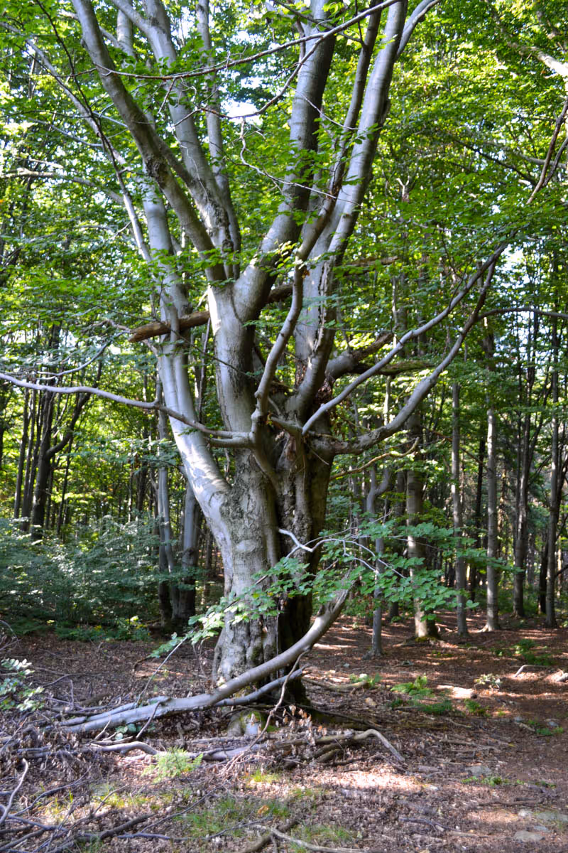 ponechané biotopové stromy