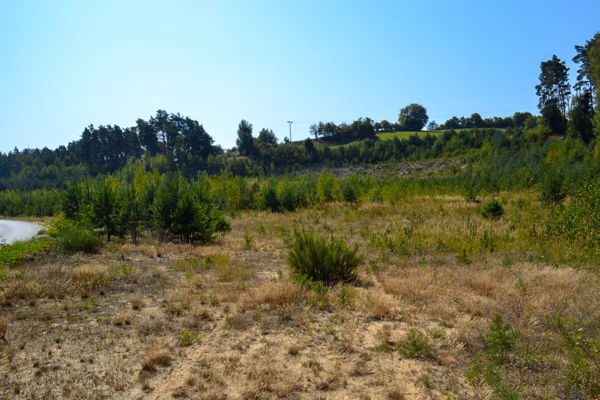 vegetace otevřených písčin