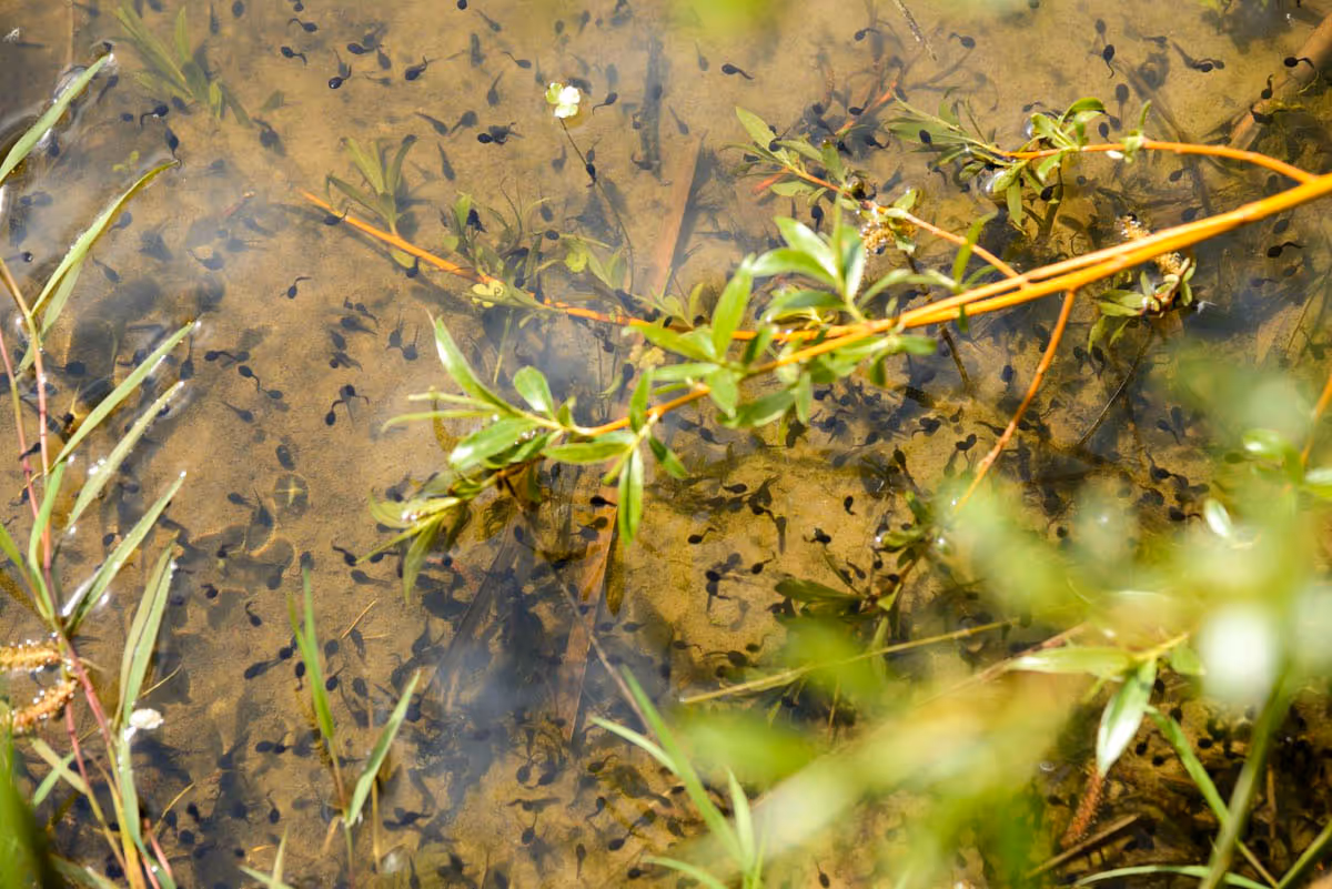 ropucha krátkonohá, pulci (FOTO: S. Valda)