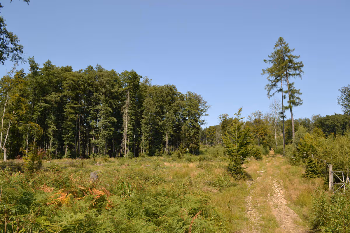 porosty podél Kohoutího potoka v bývalé přezimovací obůrce dynamicky změněné kůrovcovou kalamitou