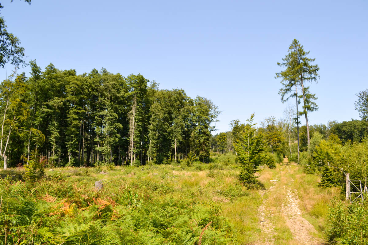 Rousínov (U přezimovací obůrky)
