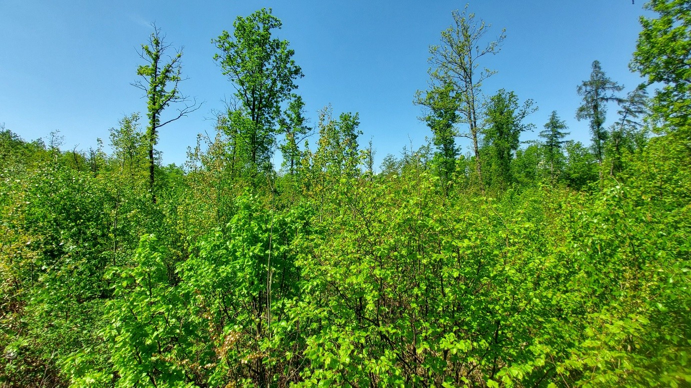 bohatá výmladková schopnost dubu, habru, lípy na založené ploše