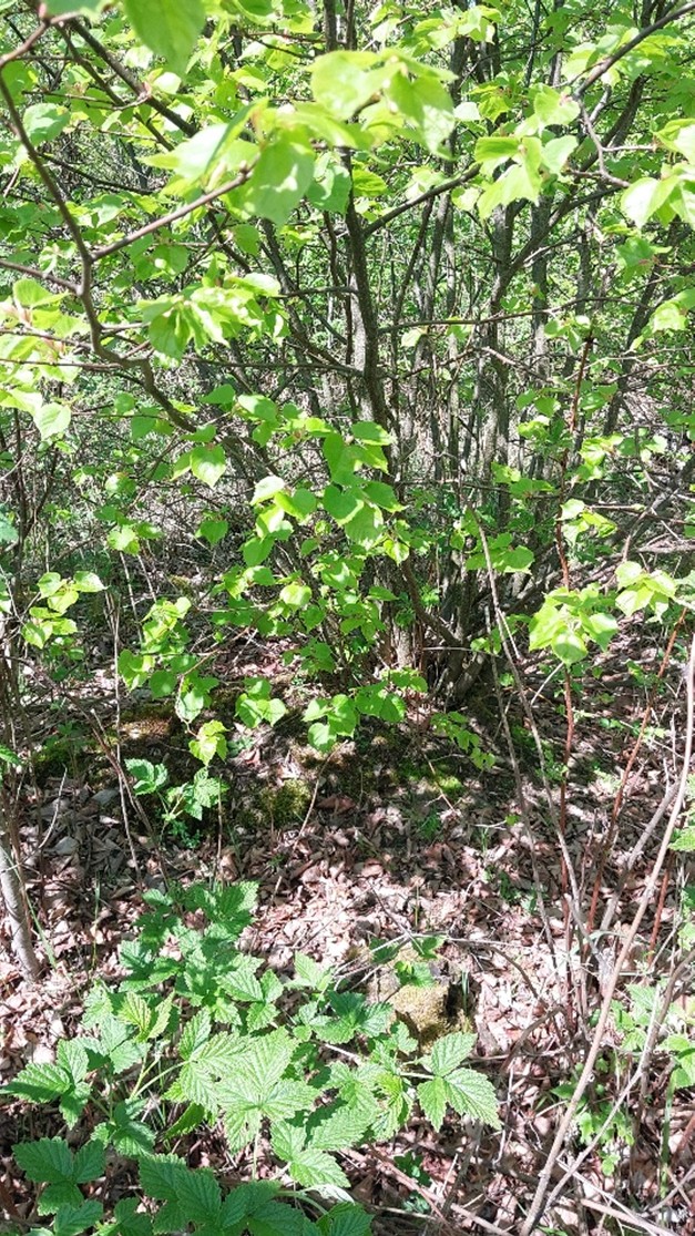 bohatá výmladková schopnost dubu, habru, lípy na založené ploše