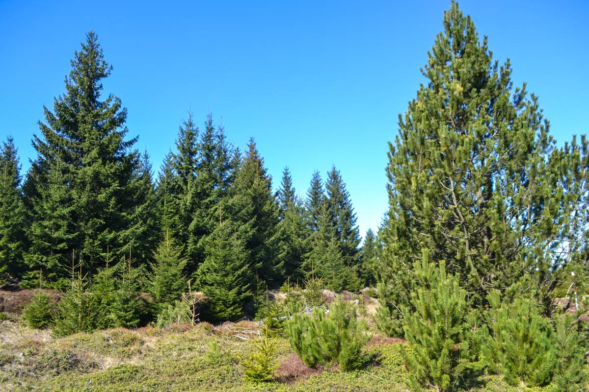 Rašeliniště Brennbrücke