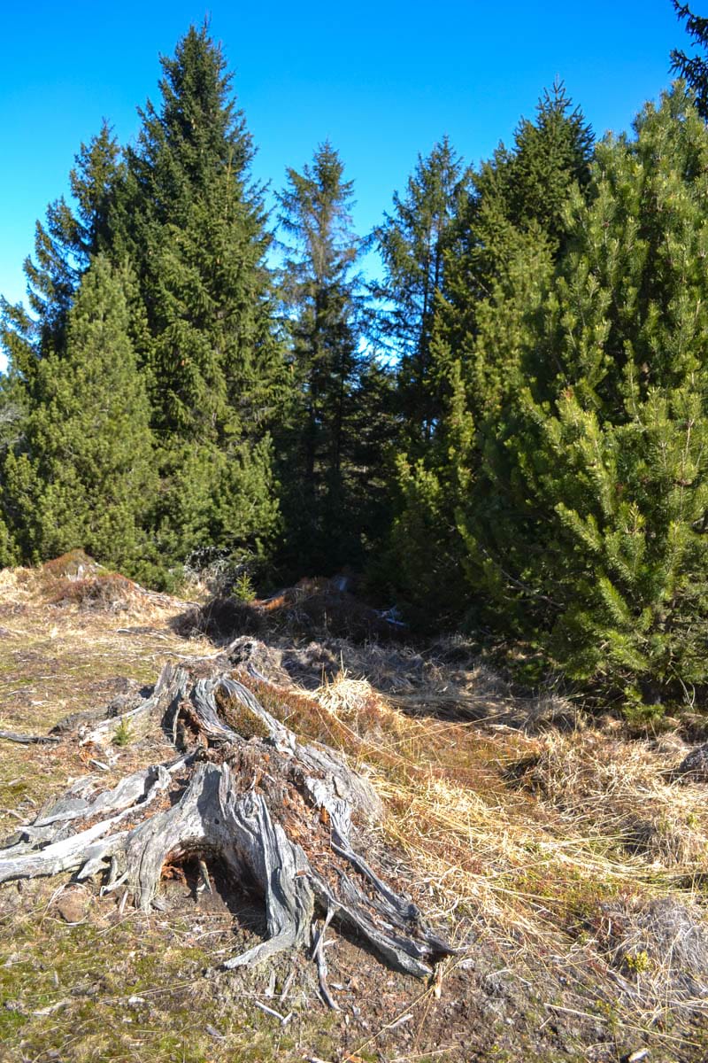 porosty kosodřeviny s odumřelými a poškozenými jedinci smrku