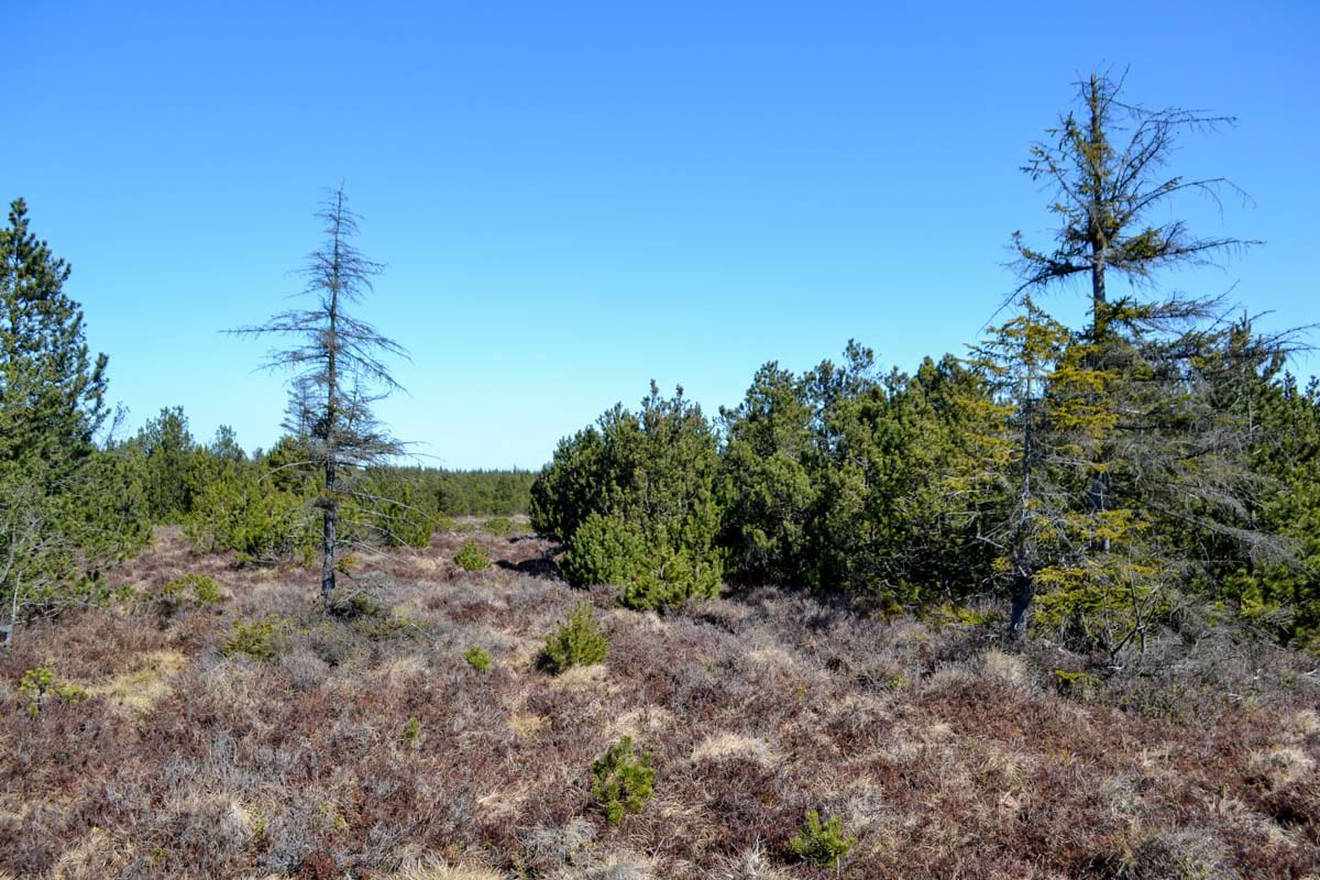 porosty kosodřeviny s odumřelými a poškozenými jedinci smrku
