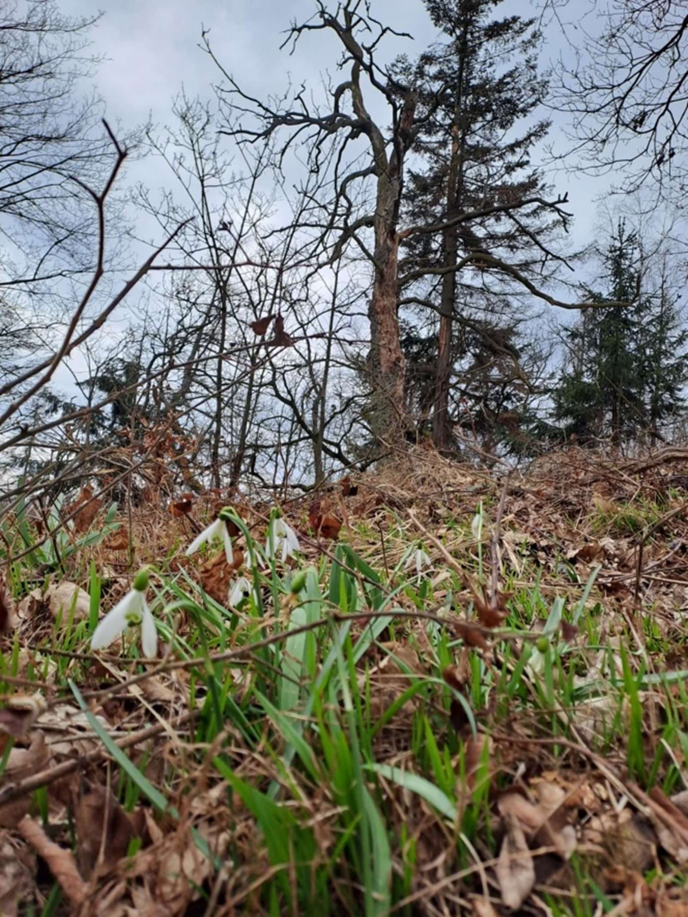 170 let starý porost s výskytem sněženky podsněžníku 