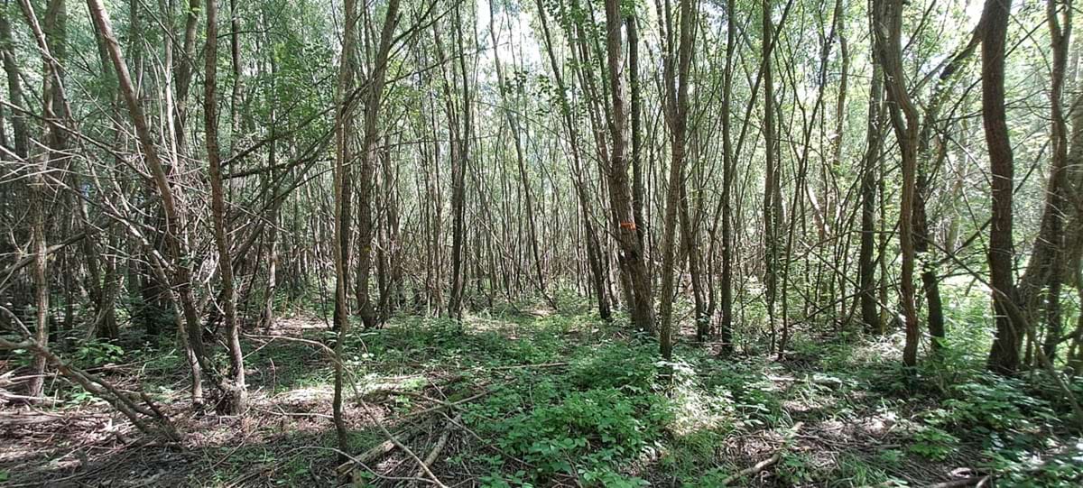 porost náletových vrb, vyznačeny jsou vrby, které budou následně ořezány na hlavu – budoucí hlavaté vrby