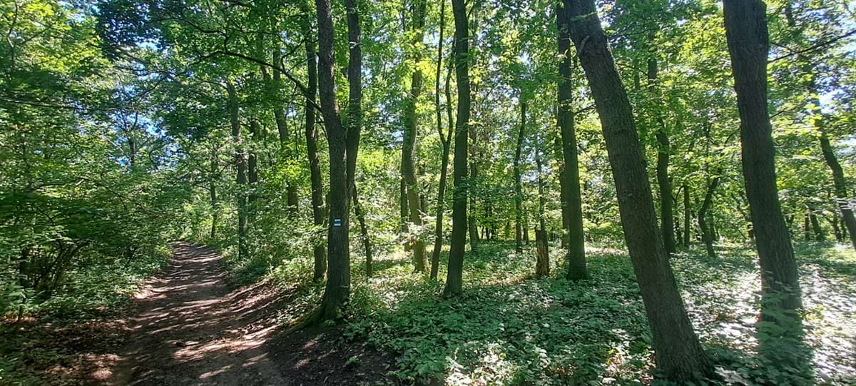 cesta s odbočkou u nedaleké myslivecké chaty; strom s modrou turistickou značkou je jeden ze tří exemplářů jeřábu oskeruše