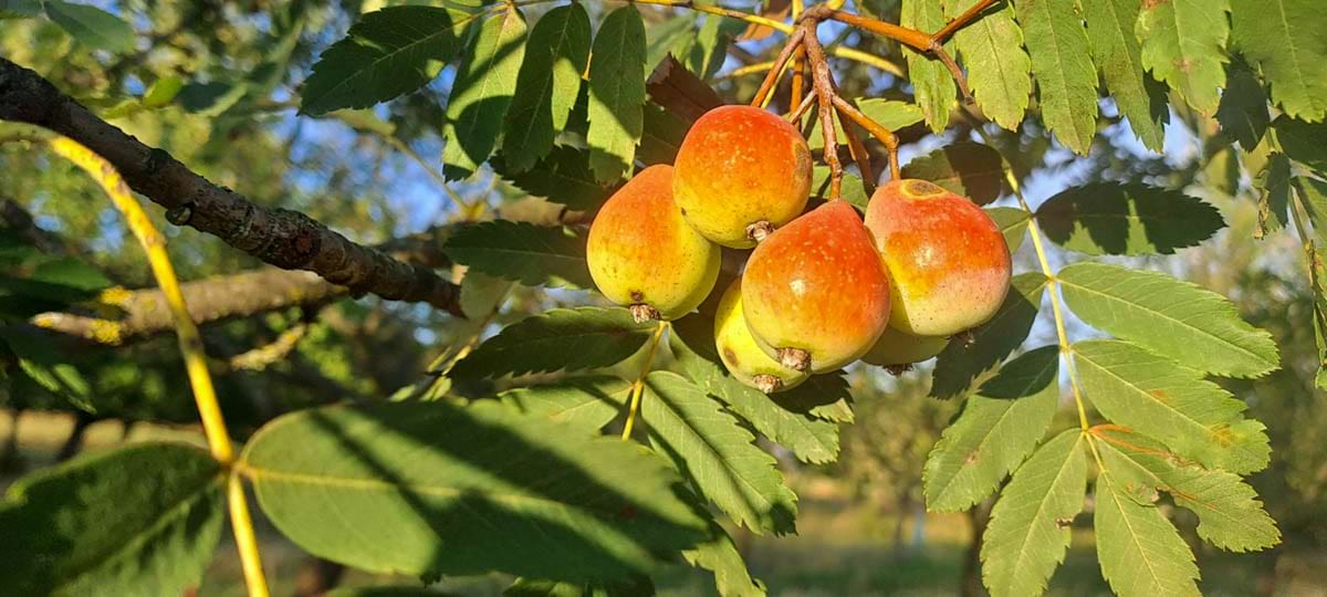 plody jeřábu oskeruše dozrávají začátkem září, po zniličkovatění je možno je konzumovat.