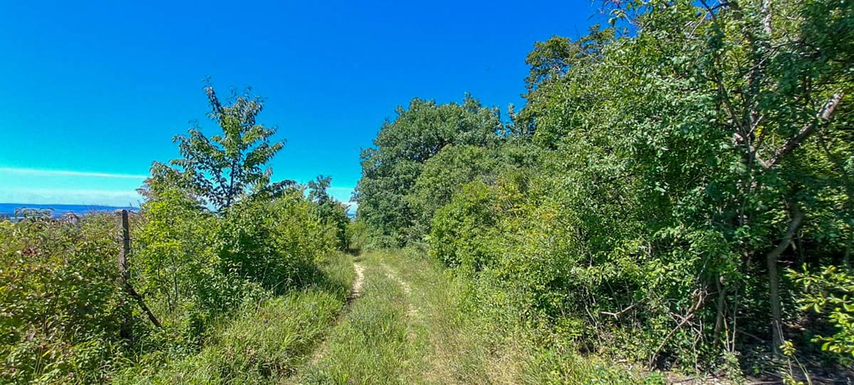 v jihozápadním okraji lesního porostu se nacházejí četné duby šípáky