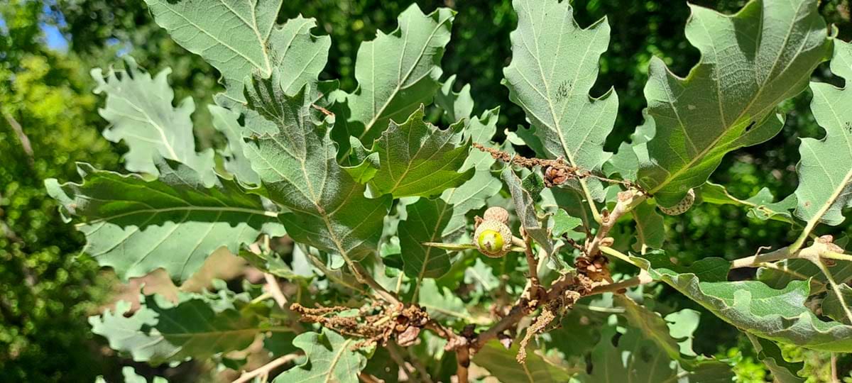 detail na plstnaté listy a větvičky dubu šípáku