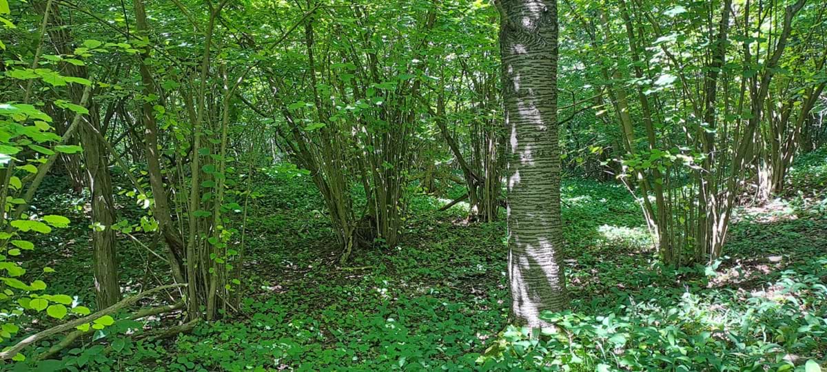 charakteristický reliéf zarostlých vápencových lomů s četným výskytem lísky