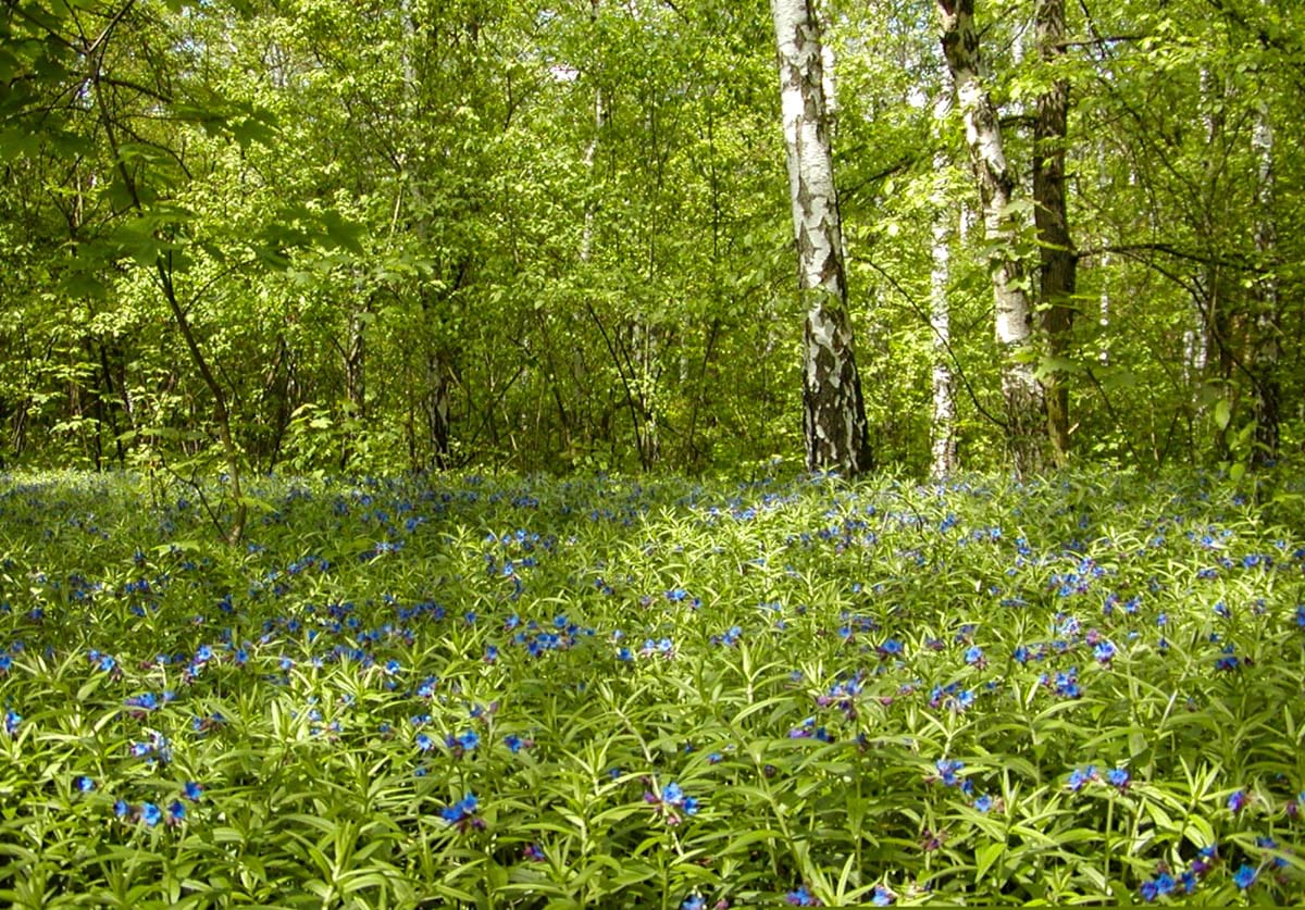 Doubrava ve Velkém hájku