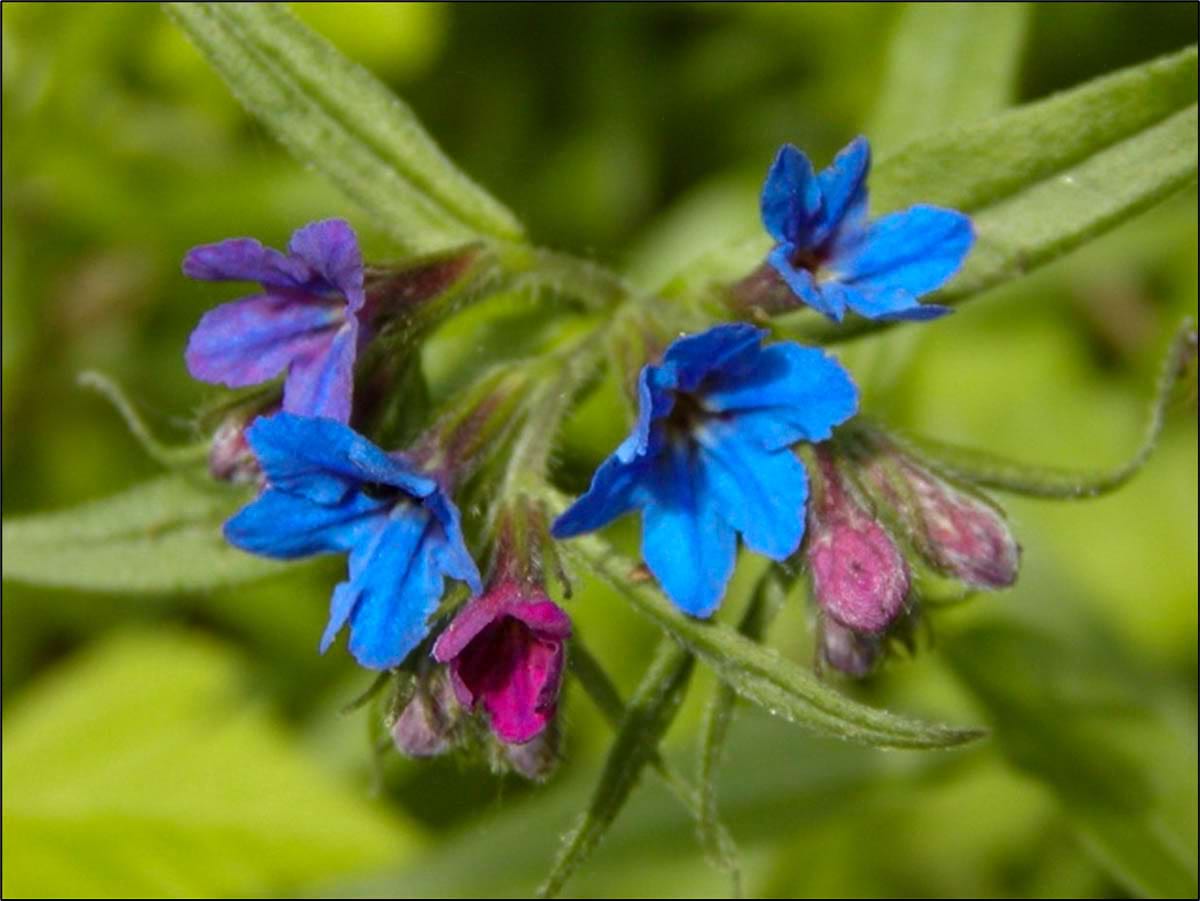 kamejka modronachová