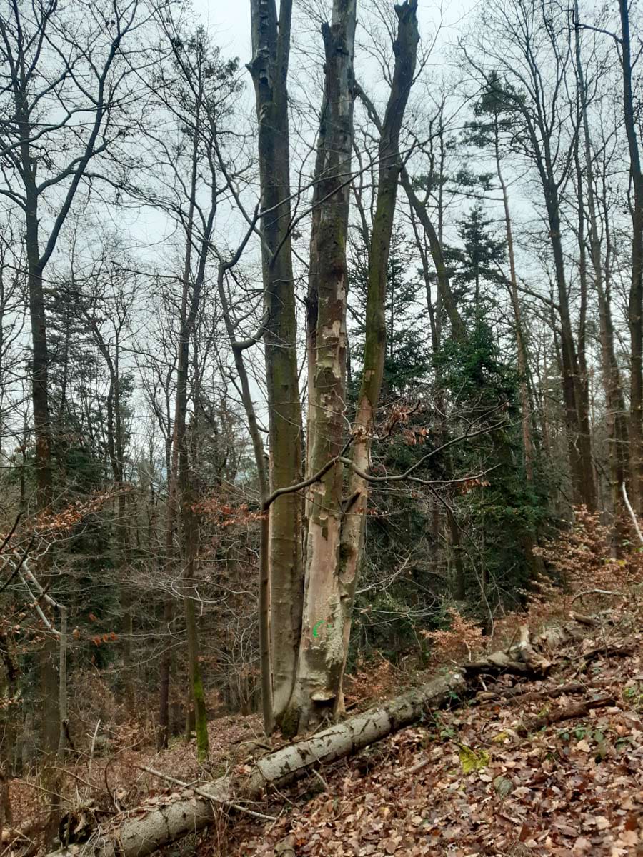 pohledy do porostů lokality Malčany 