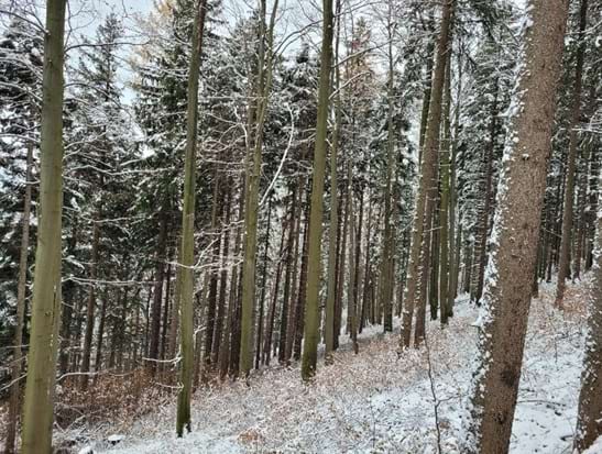 pohled přes procloněnou část s podrostem do plně zapojeného porostu