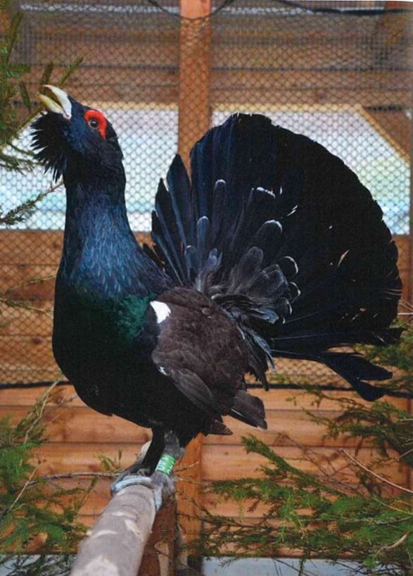 tetřeví kohout v toku