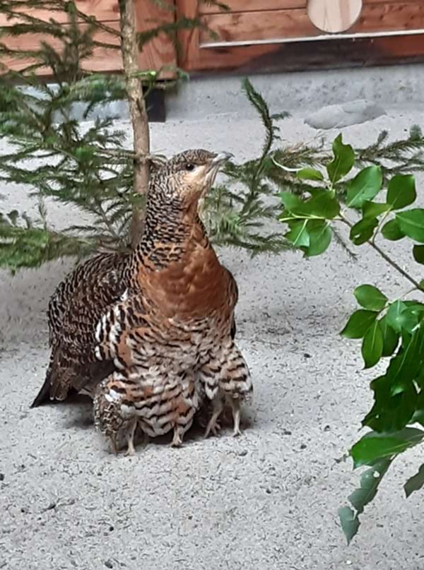 slepice chránící svá kuřata