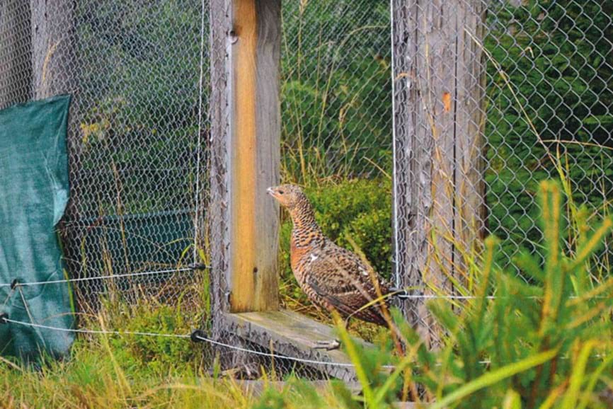 vypouštění mladých tetřevů do přírody