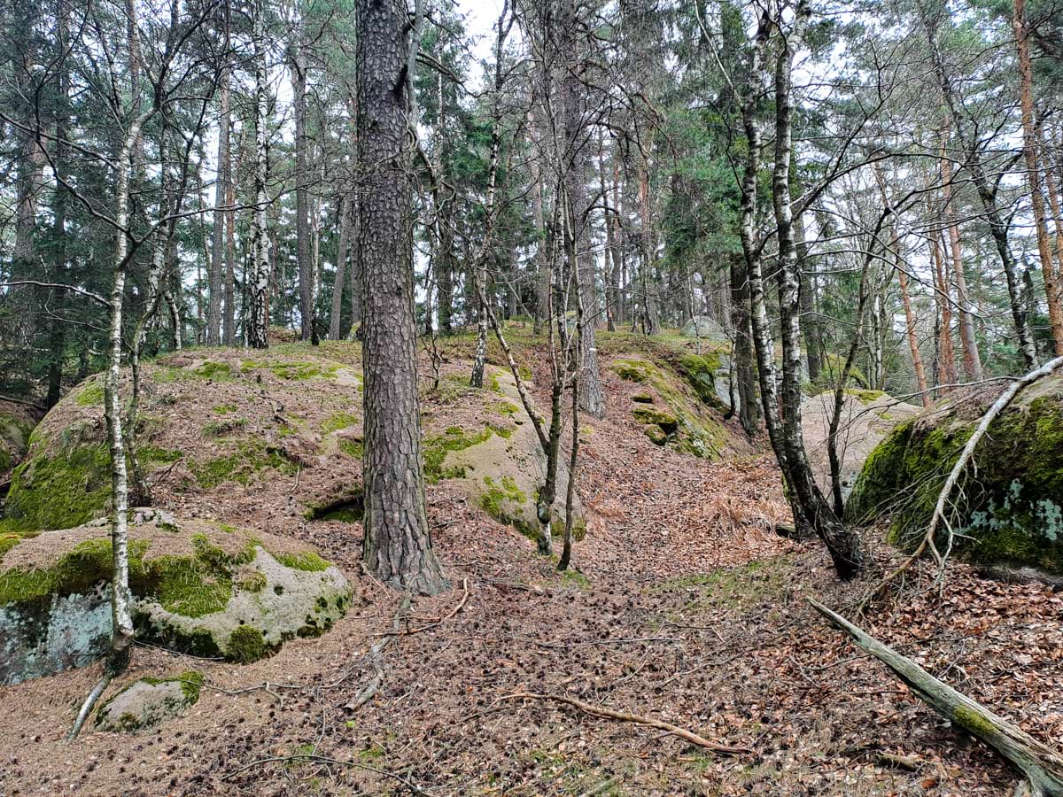 bory jsou nejvíce zastoupeným společenstvem hřebenu Pískového návrší