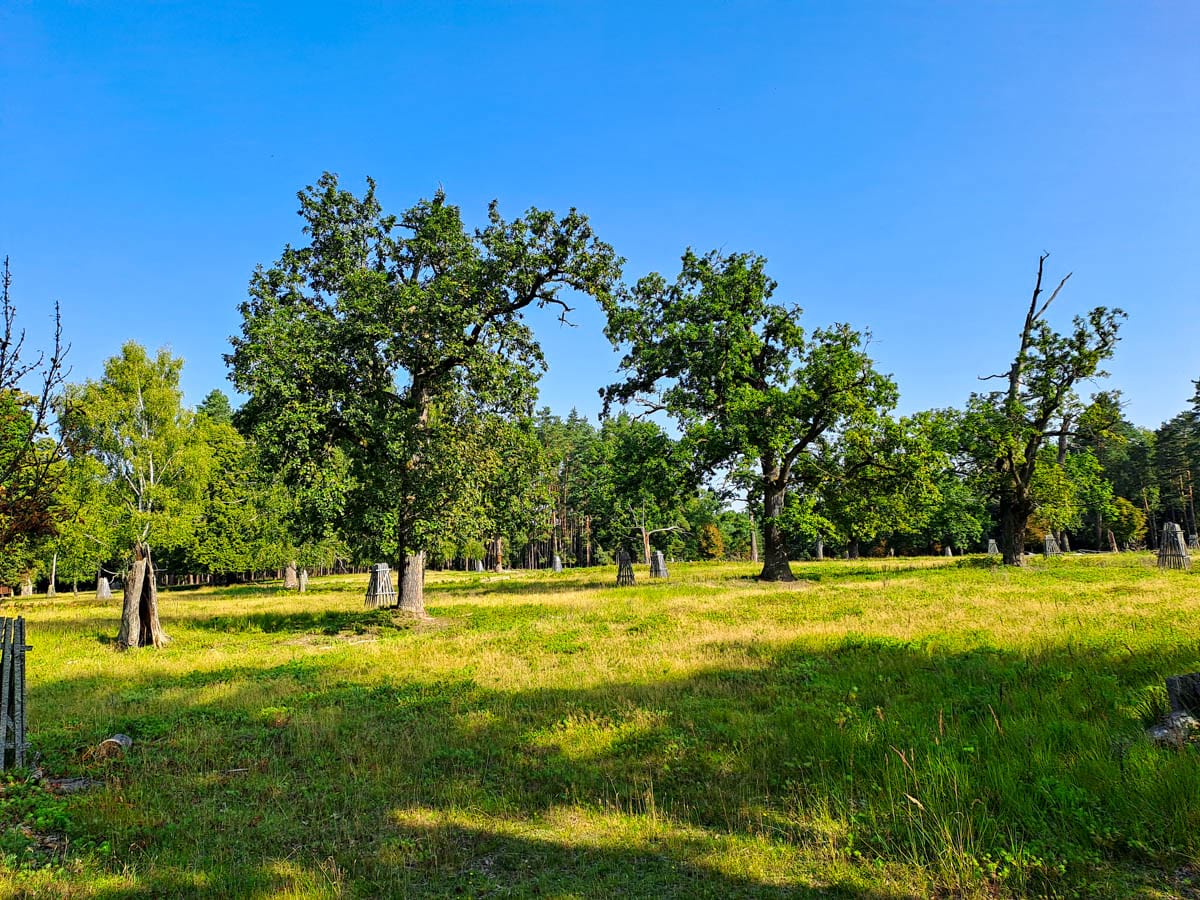 rozvolněný pastevní les se starými duby je ideálním biotopem pro saproxylický hmyz