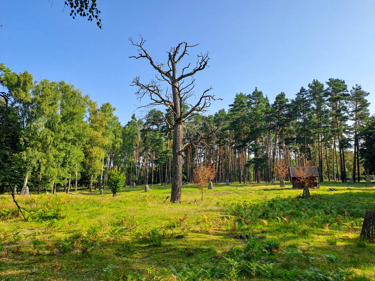 pastevní les v oboře