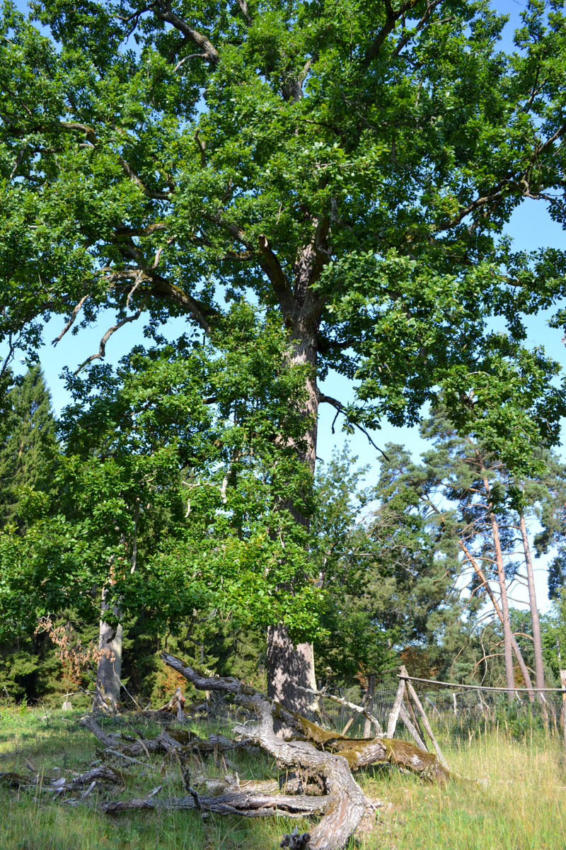 ponechávání mrtvého dřeva