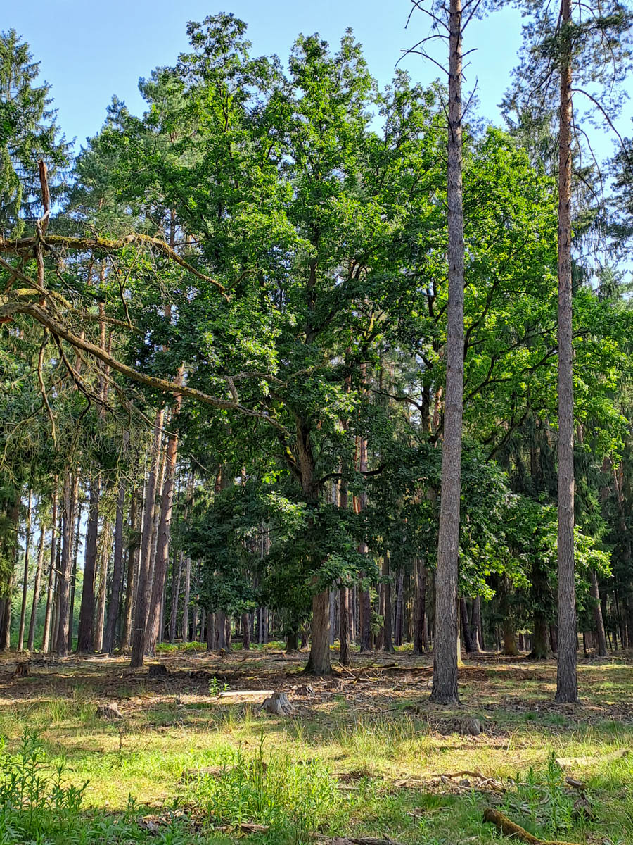 uvolňování starých dubů