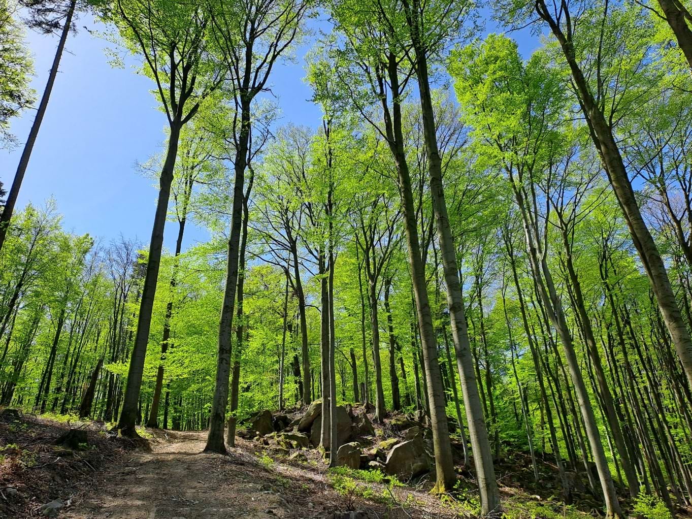 původní listnatý lesní porost na kamenitém stanovišti s mohutnými skalními výhozy