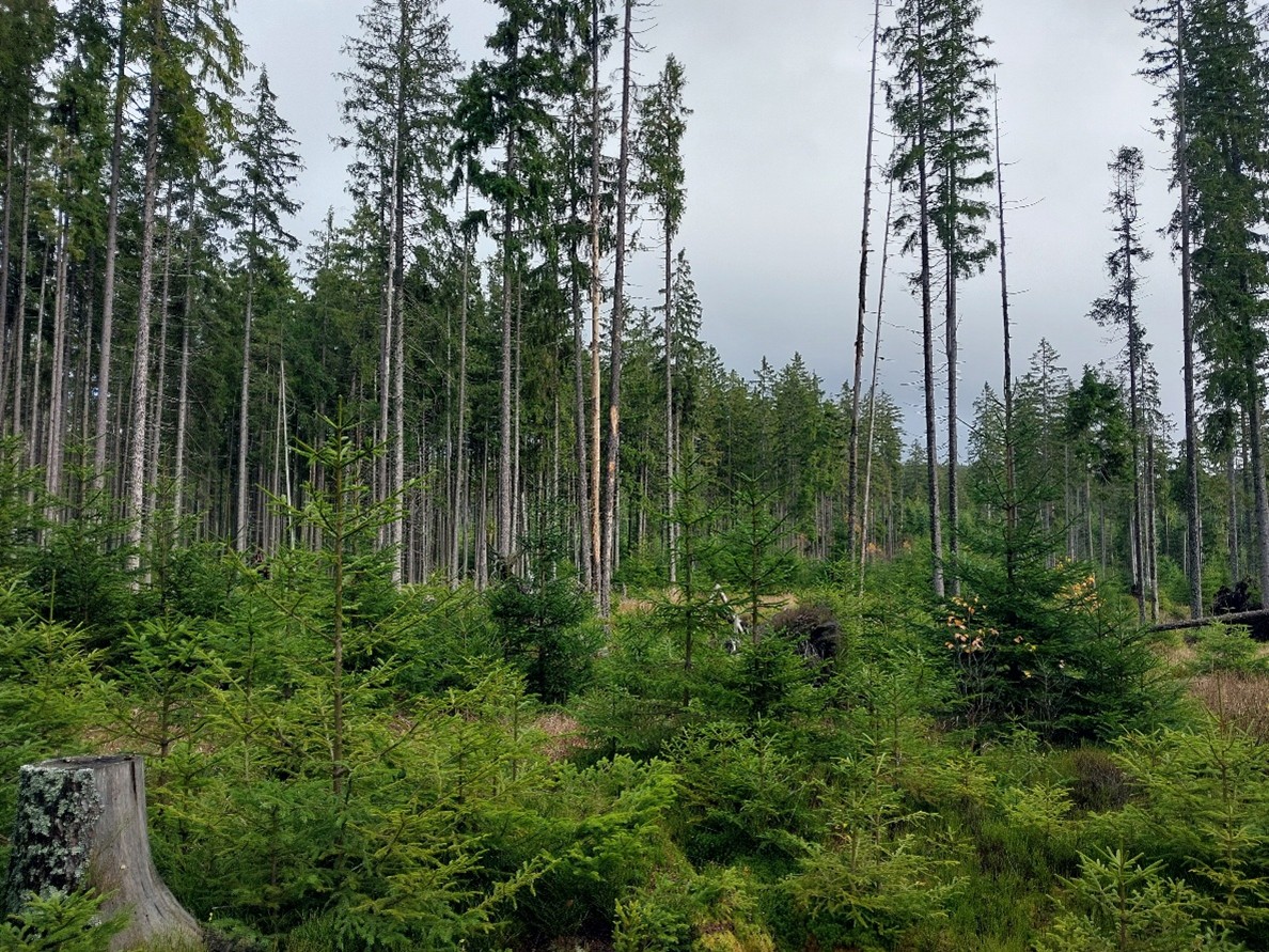 podmáčené stanoviště s převahou smrku