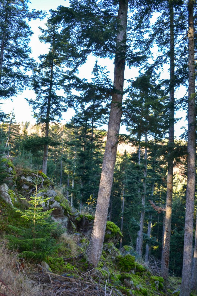 suťové porosty s výrazným zmlazením jedle v kaňonu Boubínského potoka