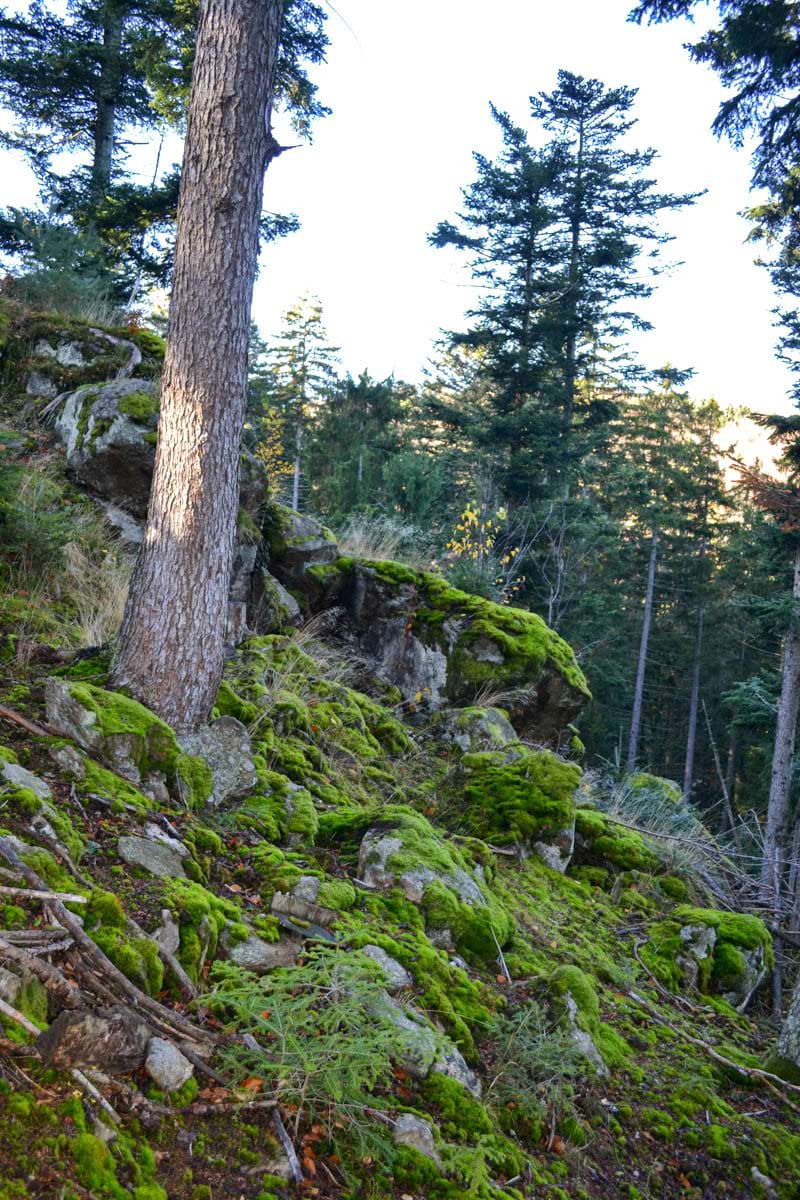 suťové porosty s výrazným zmlazením jedle v kaňonu Boubínského potoka