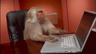 Monkey 404